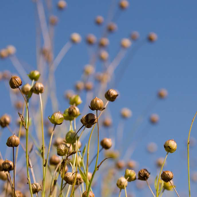 matériaux biosourcés séquestration du carbone biogénique