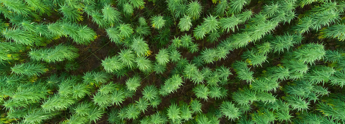 Disponibilité des bioressources pour les matériaux biosourcés du bâtiment